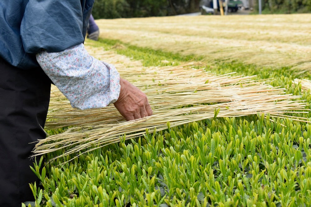 #0287.K2 古市製茶: わらかけ - 農家桑鶴住吉のわらかけ深蒸し茶 わらかけ