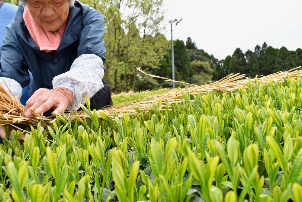 #0287.K2 古市製茶: わらかけ - 農家桑鶴住吉のわらかけ深蒸し茶 わらかけ