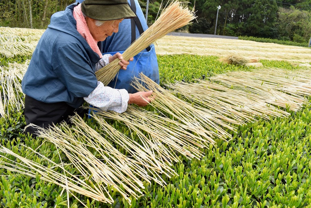 #0287.K2 古市製茶: わらかけ - 農家桑鶴住吉のわらかけ深蒸し茶 わらかけ