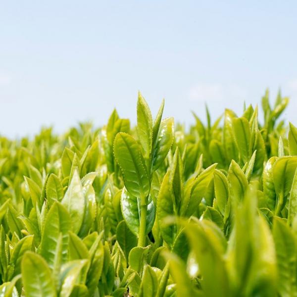 Wakoen Tea Farm: Kagoshima tea field
