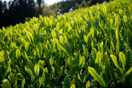 Ayumi Farms (Cyittorattu): 2022 Handpicked Shizuoka Sencha (Ultra Micro Lot, Limited Edition) 手と手で紡ぐ「手摘み煎茶」 30g - Yunomi.life