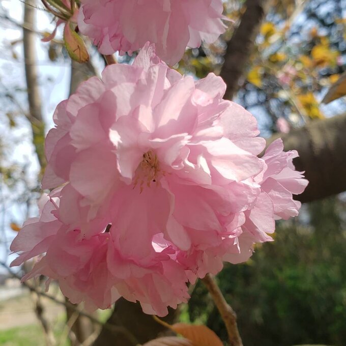 飯島清太郎商店 KN003: 桜の花の塩漬け (国産) 桜花の塩漬