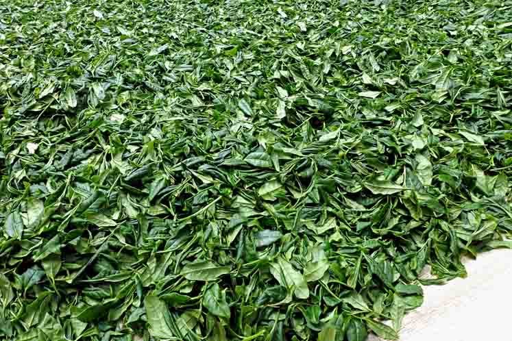 Bizenya: #02 Kohaku Platinum 21g - Sayama Green Oolong Tea 琥珀 手摘み - Yunomi.life