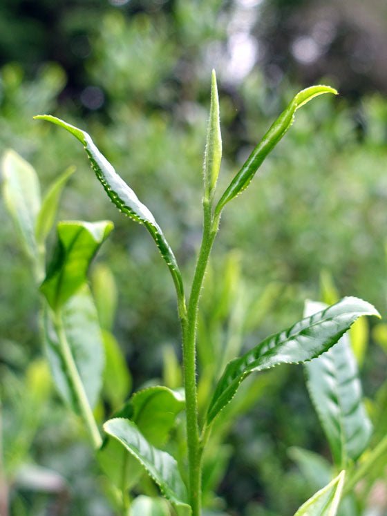 Bizenya: #02 Kohaku Platinum 21g - Sayama Green Oolong Tea 琥珀 手摘み - Yunomi.life