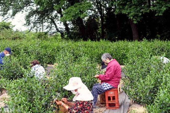 Bizenya: #09 Kohaku Platinum 21g - Okumusashi Single Cultivar Green Oolong Tea 琥珀 おくむさし - Yunomi.life