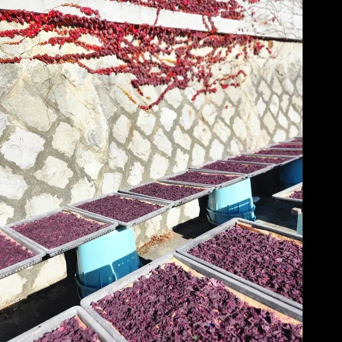 飯島清太郎商店 KN004: ゆかり - 天日干し大葉塩漬け ゆかり