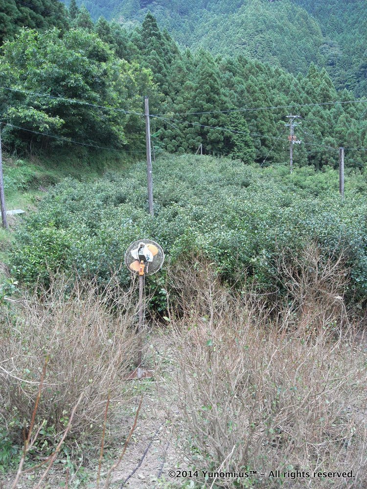 Furyu: Awa Bancha ふりゅう 阿波番茶 - Yunomi.life