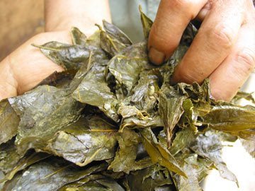 Goishicha from the Otoyo Town Goishicha Producer's Association 大豊町碁石茶協同組合 『本場の本物』碁石茶 - Yunomi.life