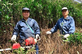 Goishicha Tea from farmer Nagao Kitamura 北村永夫の碁石茶 - Yunomi.life