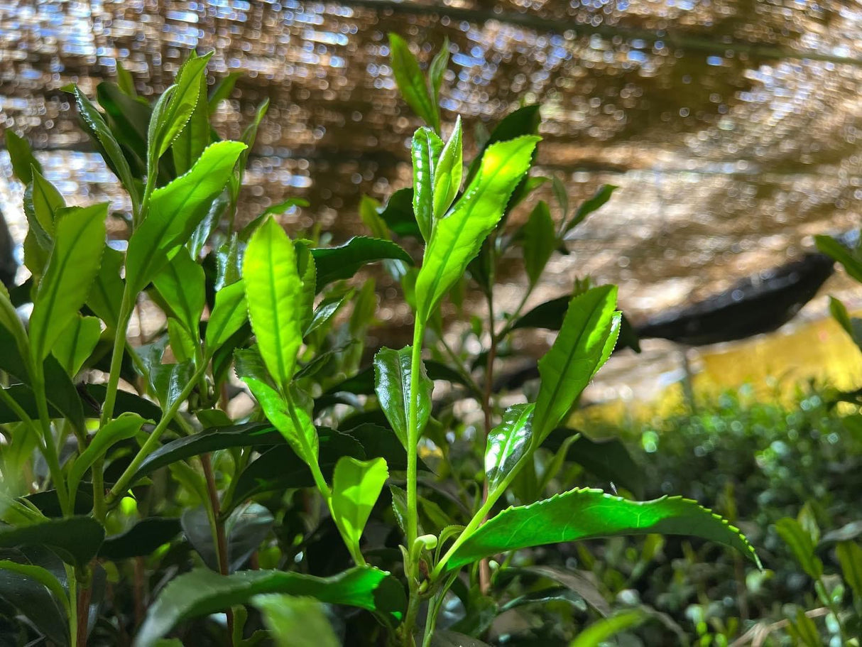 #0065.F2 Kurihara Tea: Takumi 匠 (The Artisan) - Kurihara Heritage Gyokuro Green Tea