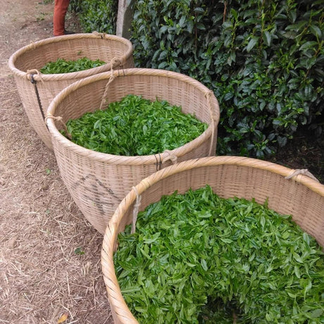 Teal leaf hand picking Kuma Tea Garden: Yamecha Saemidori Heritage Grade Gyokuro Tenkaichi - 71st All Japan Tea Competition Grand Prize Winning Garden - Yunomi.life