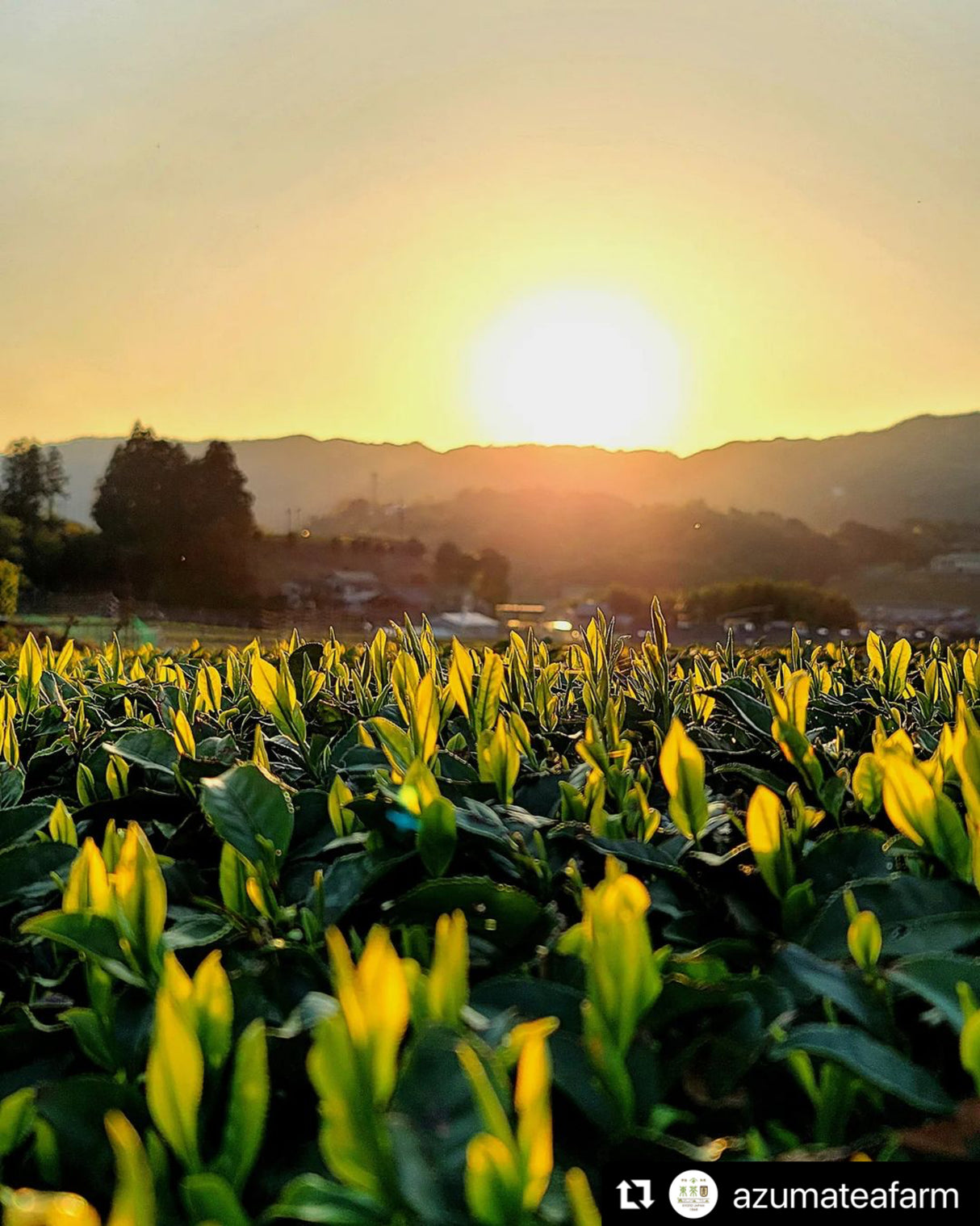 #0115.K6 和束のあさひ - 吾妻茶園が自生するアサヒ品種抹茶、標準儀式グレード 和束のあさひ