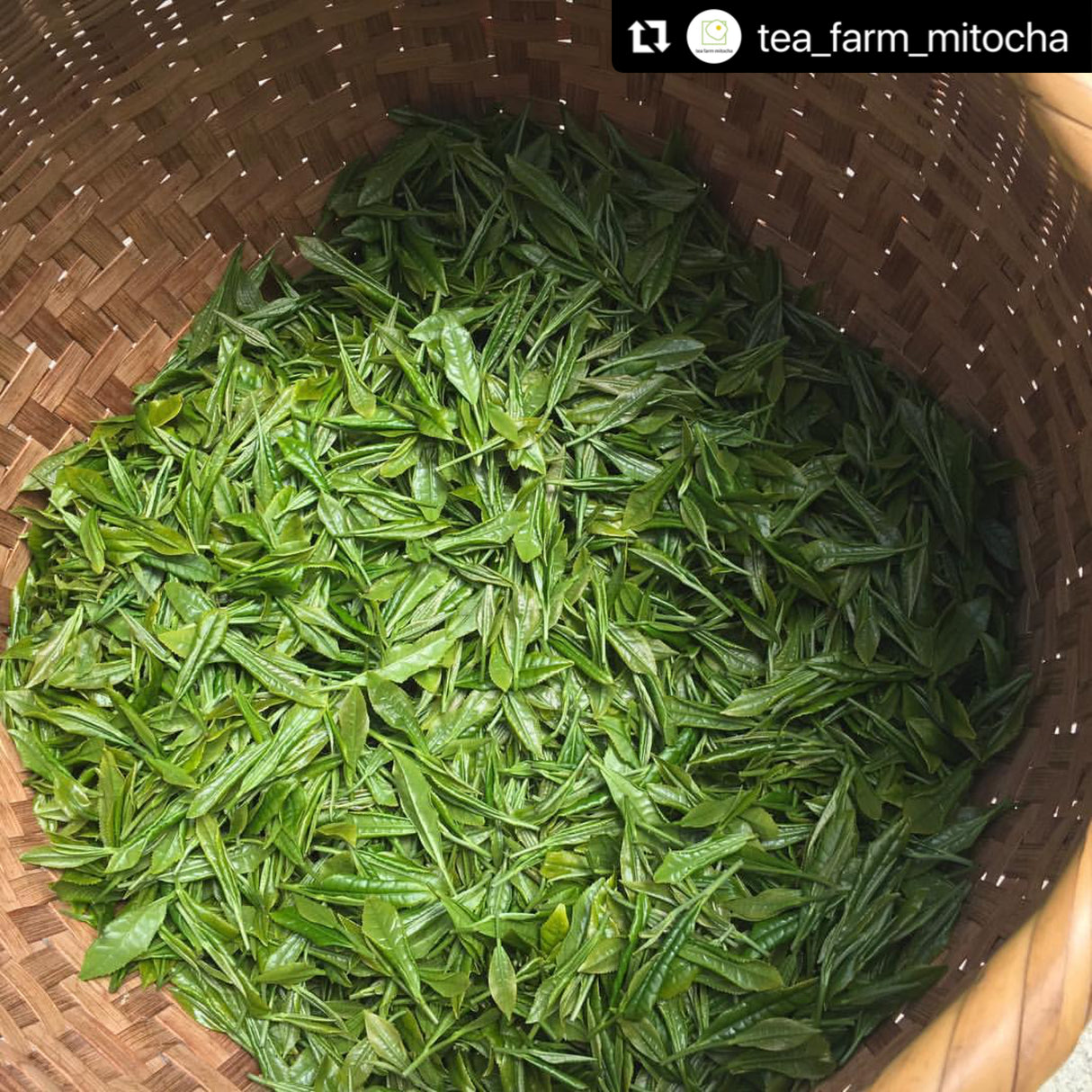 #0617.N3 みとちゃ NR003: 熟成天日干し釜炒り茶生茶 天日干し釜炒り生茶