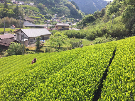 Kiyosawa Tea Gardens: Shizuoka Spring Asamushi Sencha by Farmer Sugiyama Yachiyo - Yunomi.life