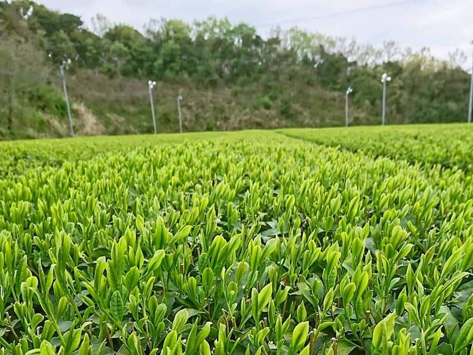 Kuma Tea Garden: 2022 Saemidori Imperial Mountain-Grown Yame Sencha 奥八女上陽茶さえみどり - Yunomi.life