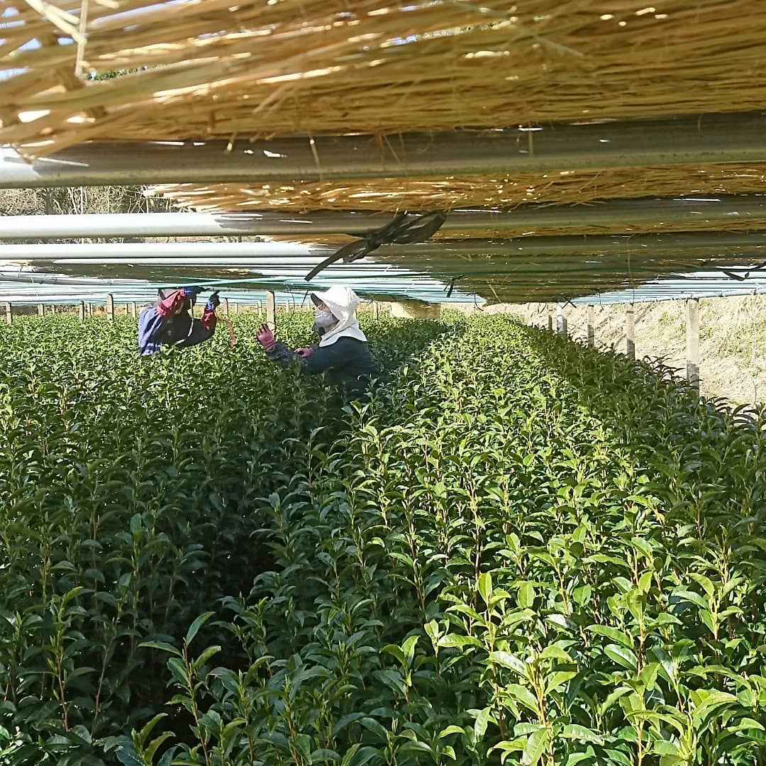 Kuma Tea Garden: Heritage Grade Yame Matcha Saemidori (20g) - Yunomi.life