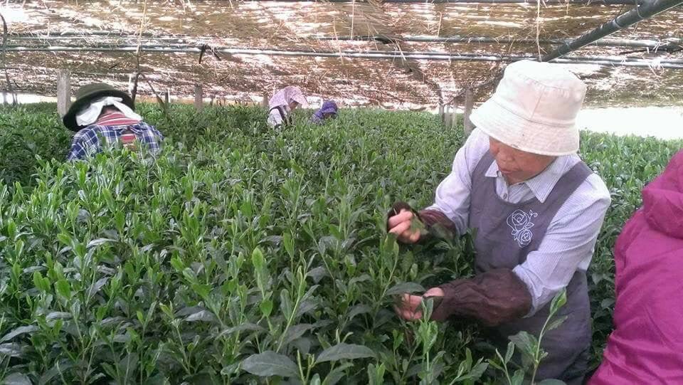 Kuma Tea Garden: Yame Oboro Matcha, Single Estate (Okumidori), Heritage Grade - Yunomi.life