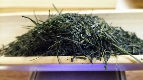 Kuma Tea Garden: Yamecha Saemidori Heritage Grade Gyokuro Tenkaichi - 71st All Japan Tea Competition Grand Prize Winning Garden - Yunomi.life