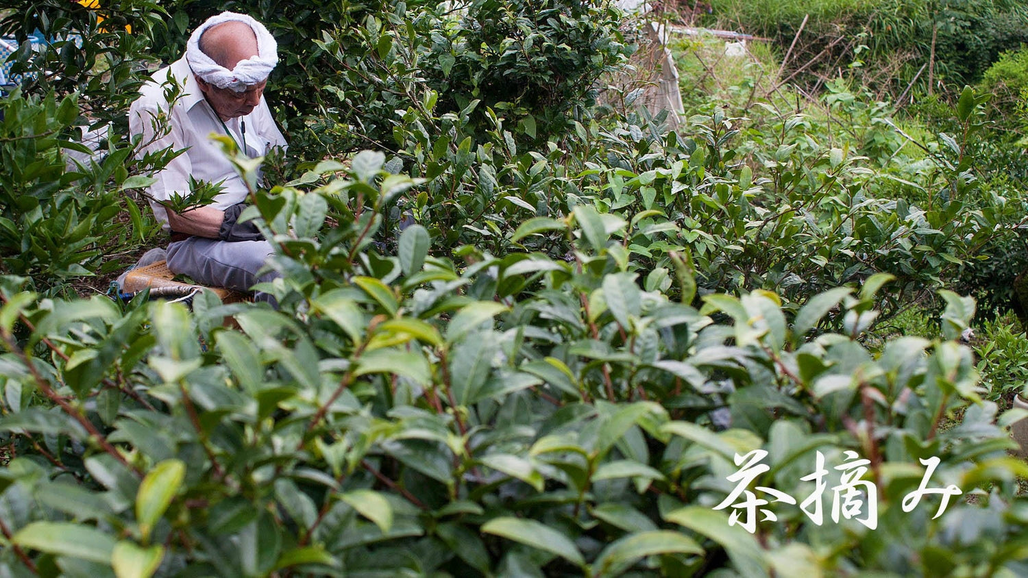Michiko's Handpicked, Sun-Dried Awa Bancha from Kamikatsu Village, Tokushima - Yunomi.life