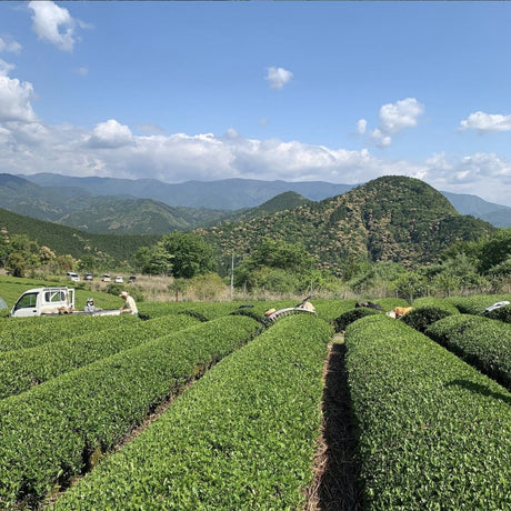 Mitocha NR004: Sun-dried Kamairicha Harubancha 天日干し釜炒り春ばん茶 - Yunomi.life