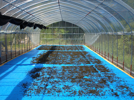 Mitocha NR005: Aged, Sun-dried Kamairicha Bancha 天日干し釜炒りばん茶 - Yunomi.life