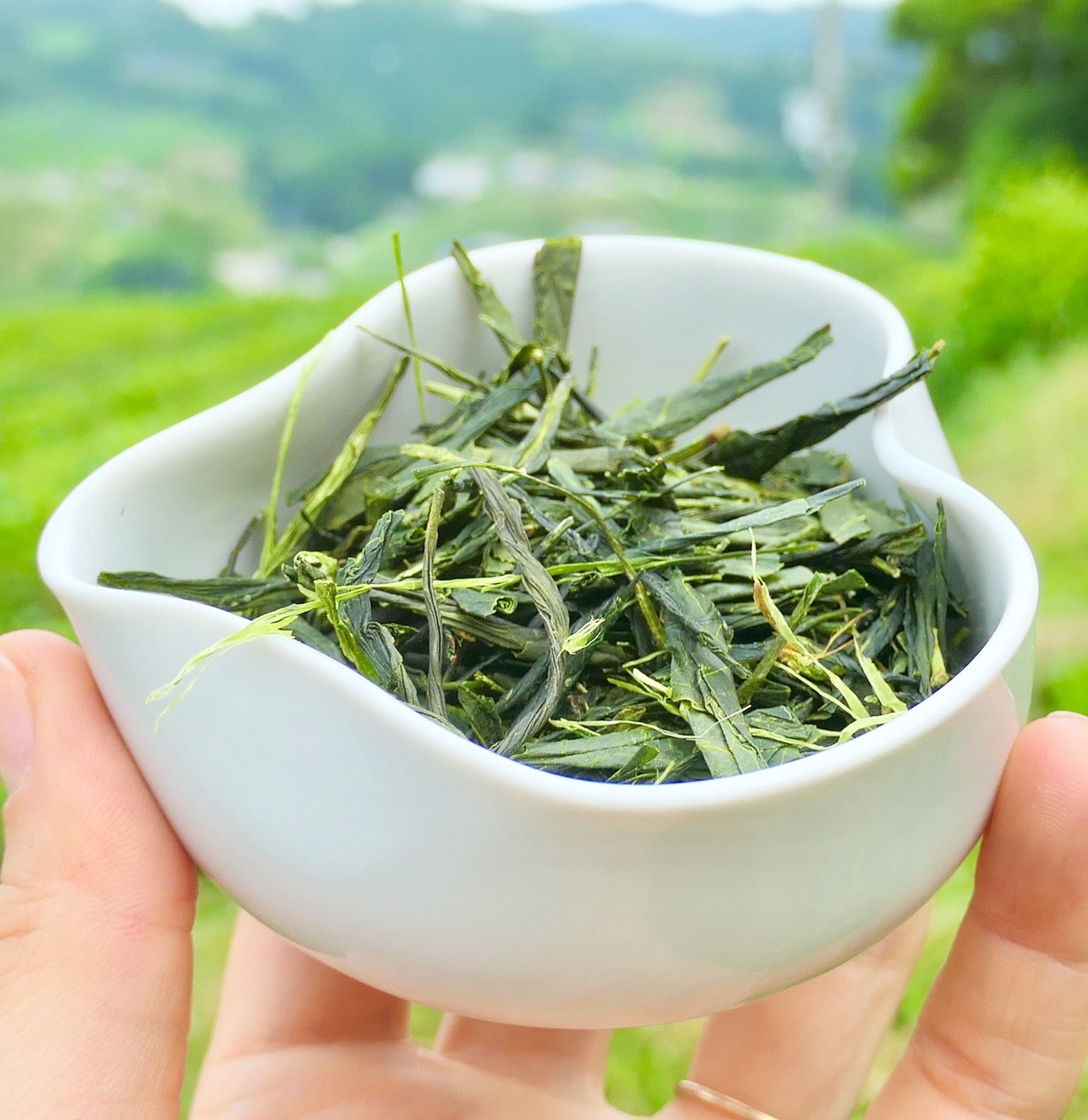 Obubu #08: Yanagi Bancha, Green Tea - Yunomi.life