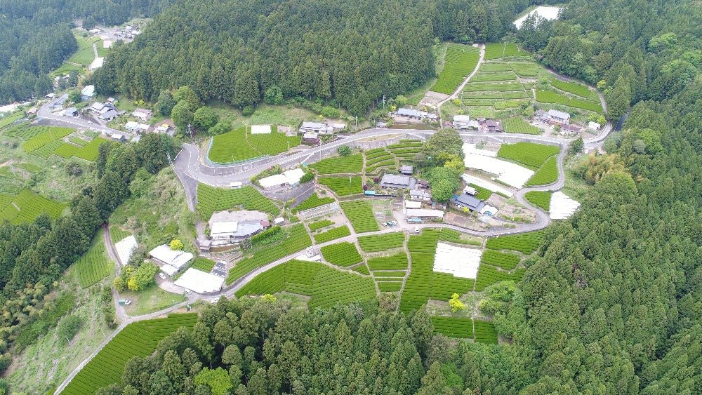 Osada Tea: Organic Kamairicha Ichouka (Withered, Pan-Fired Green Tea) From Shizuoka, Zairai 有機釜炒り茶 - Yunomi.life