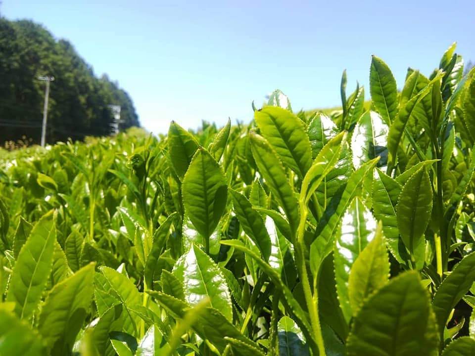 #0437.F2 球磨茶園 FK034:八女茶 煎茶 露光