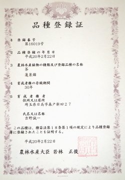 Yoshino Tea Garden: Horai Kincha Single Cultivar Sayama Golden Sencha Green Tea 蓬莱錦茶 - Yunomi.life