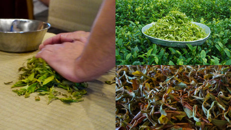 Tea Picking Experience with Honey Fragrance Black Tea (蜜香紅茶)