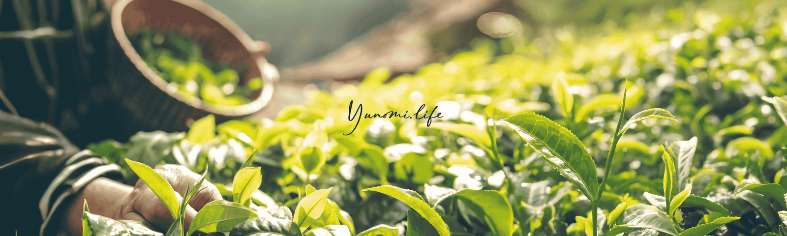 Offsetting carbon emissions generated through our e-commerce activity