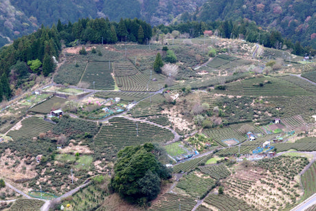 天空の古来茶のふるさとを訪ねて — 岐阜・春日「傳六茶園」