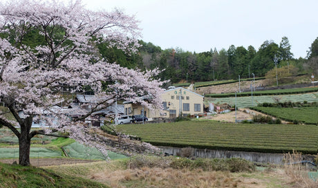 From Meiji Tradition to the Future: Visiting Nitta Tea Factory in Shirakawa, Gifu