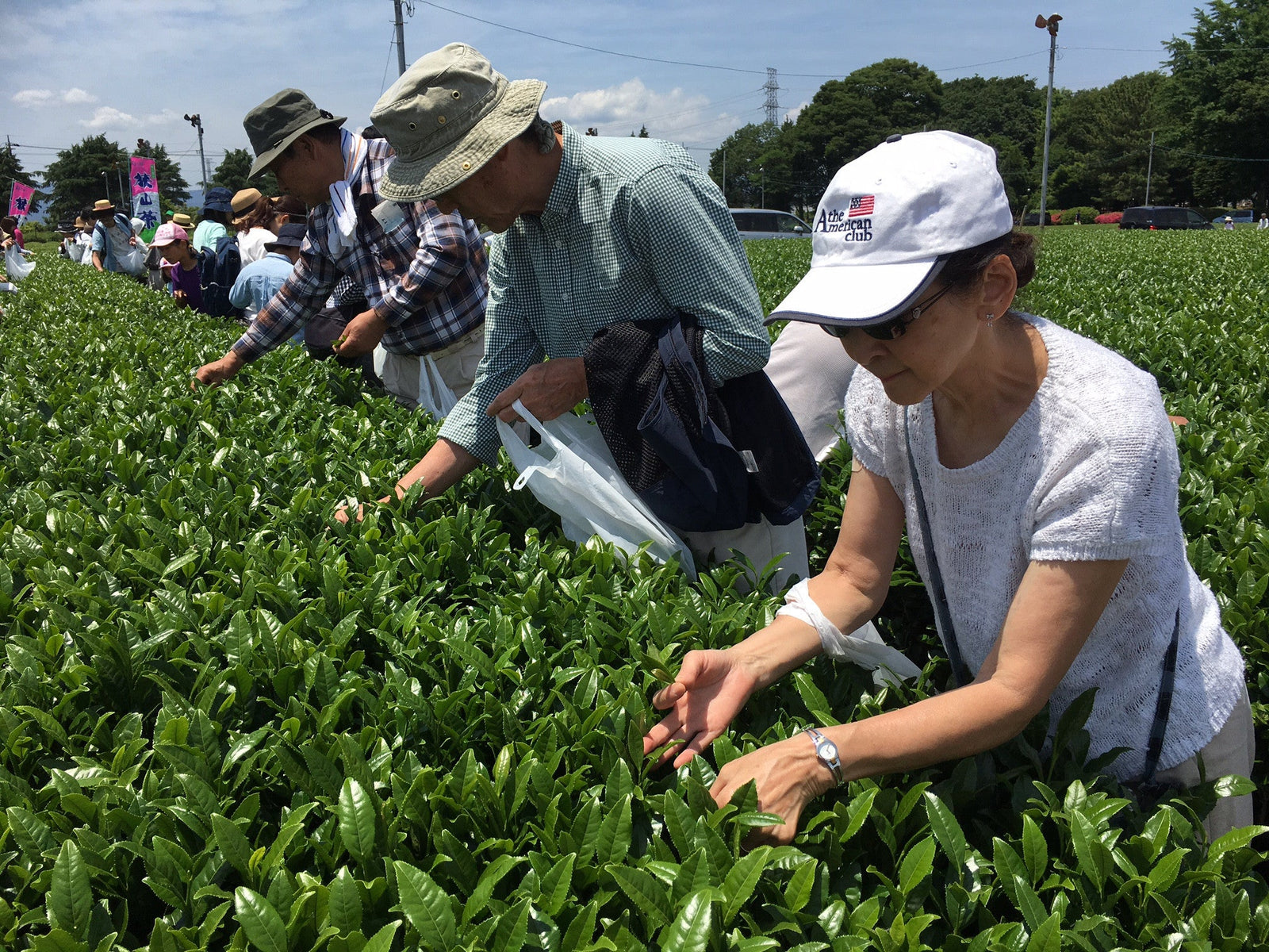 The Sayama Tea-Picking Experience - Yunomi.life