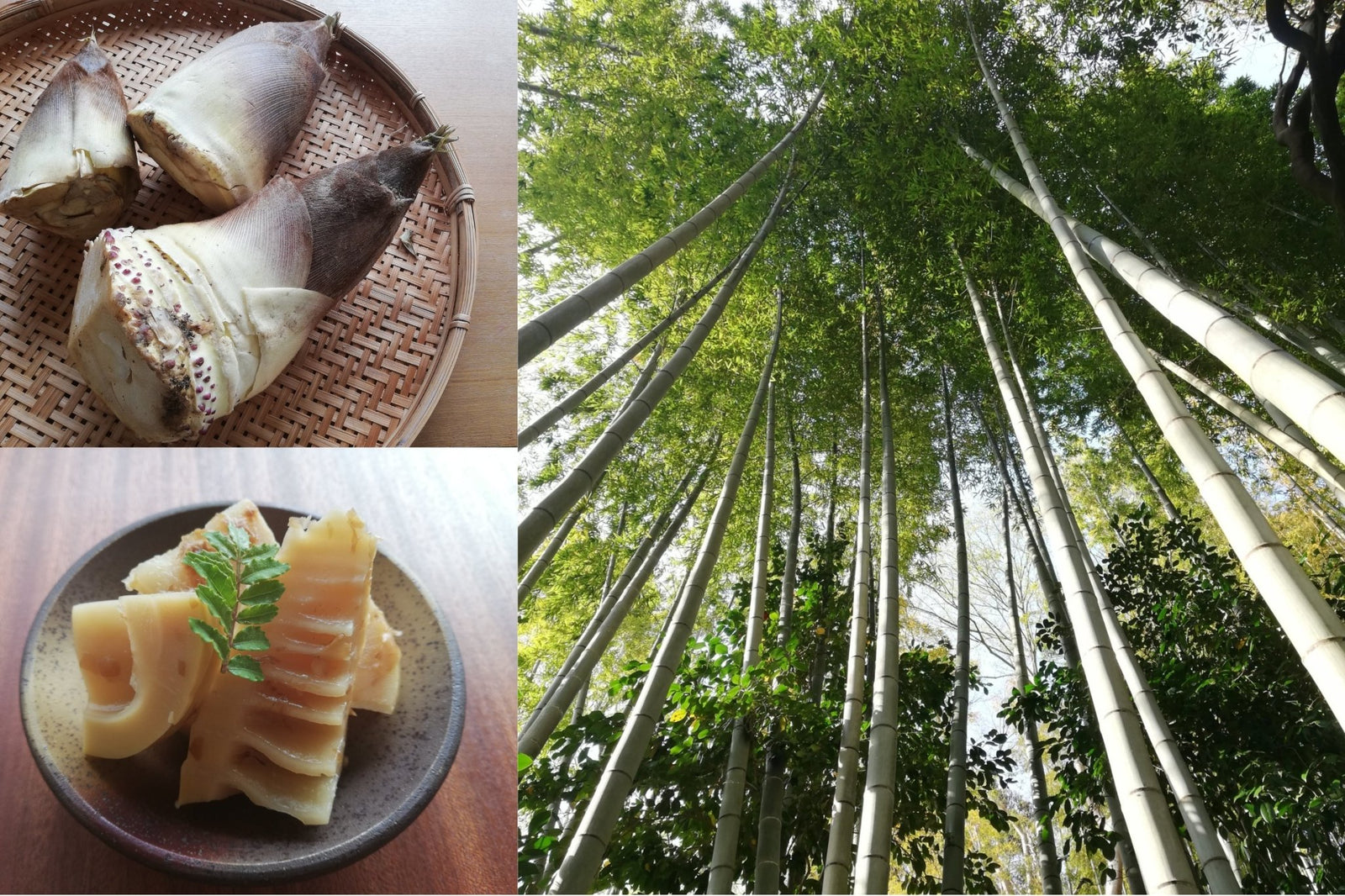 What "Spring Bitterness" Brings to You in Japan - Yunomi.life