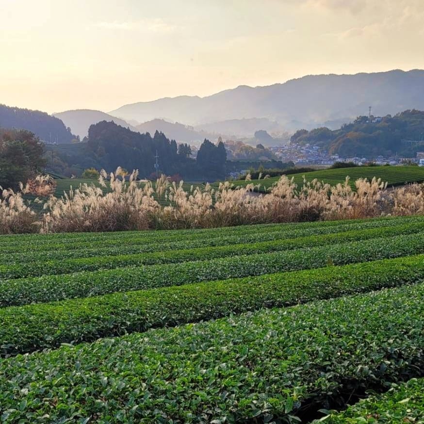 What's so special about mountain-grown Japanese tea? - Yunomi.life