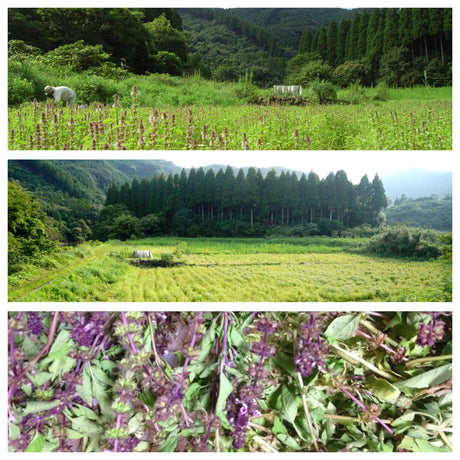 Uchiumi Herb Garden