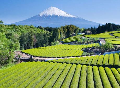 Shizuoka