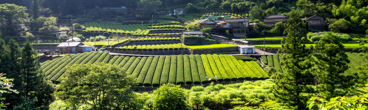 Shikoku Foods