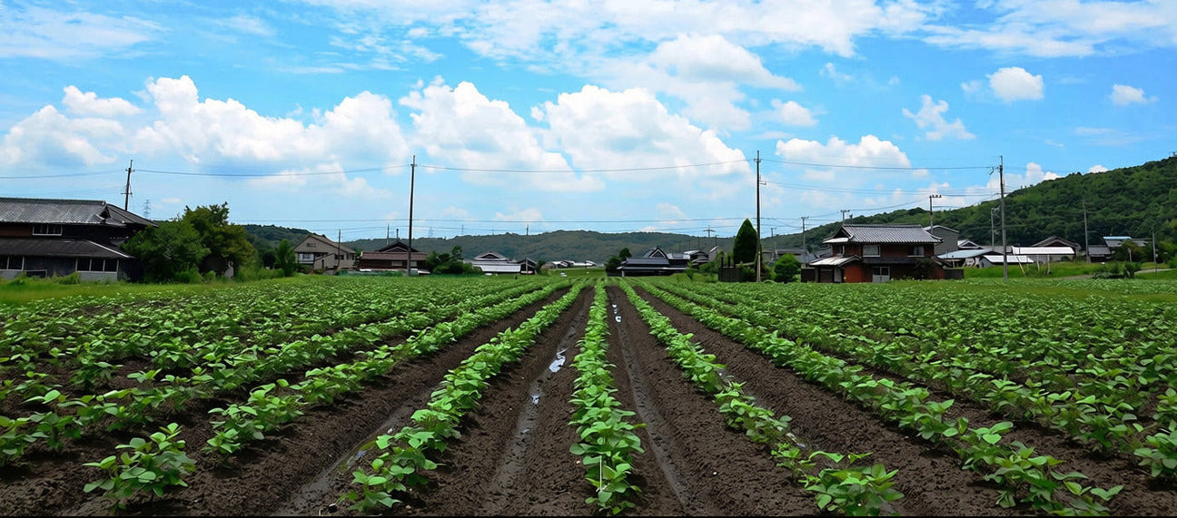 A field of black soybeans called tanba guro