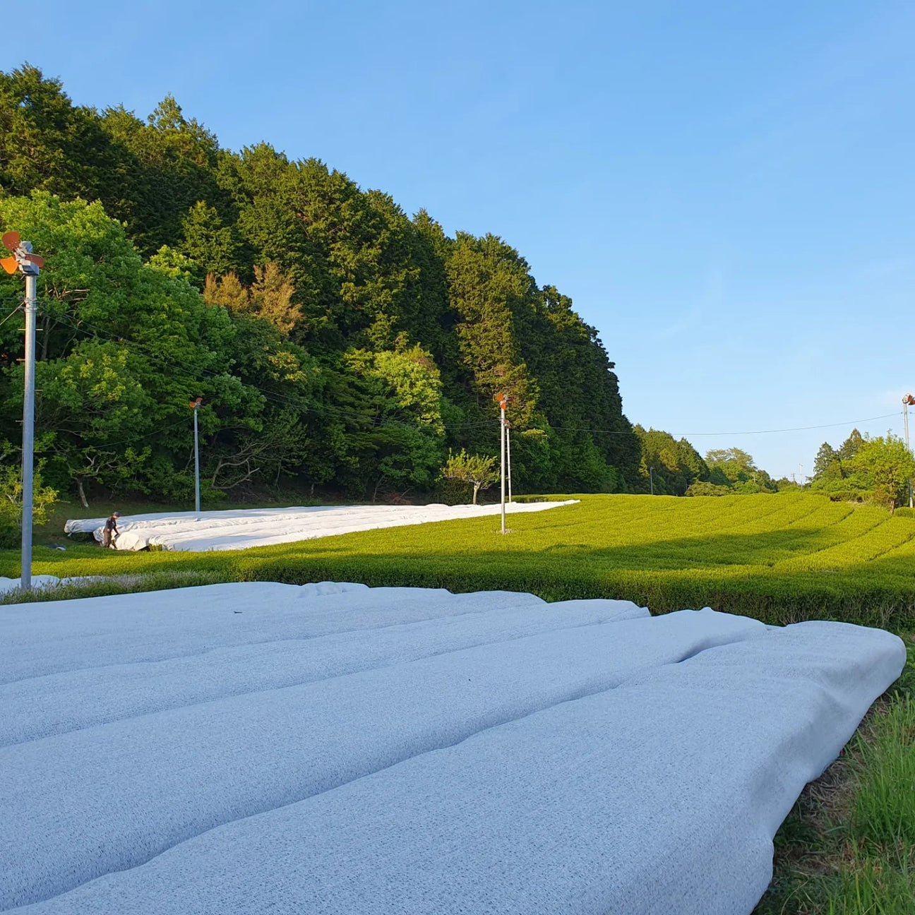 Atsumi Tea Garden