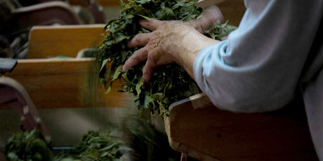 Idono Tea Garden