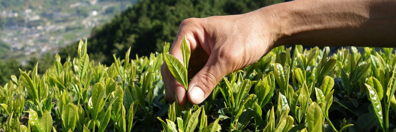 Kyoto Obubu Tea Farms - Yunomi.life