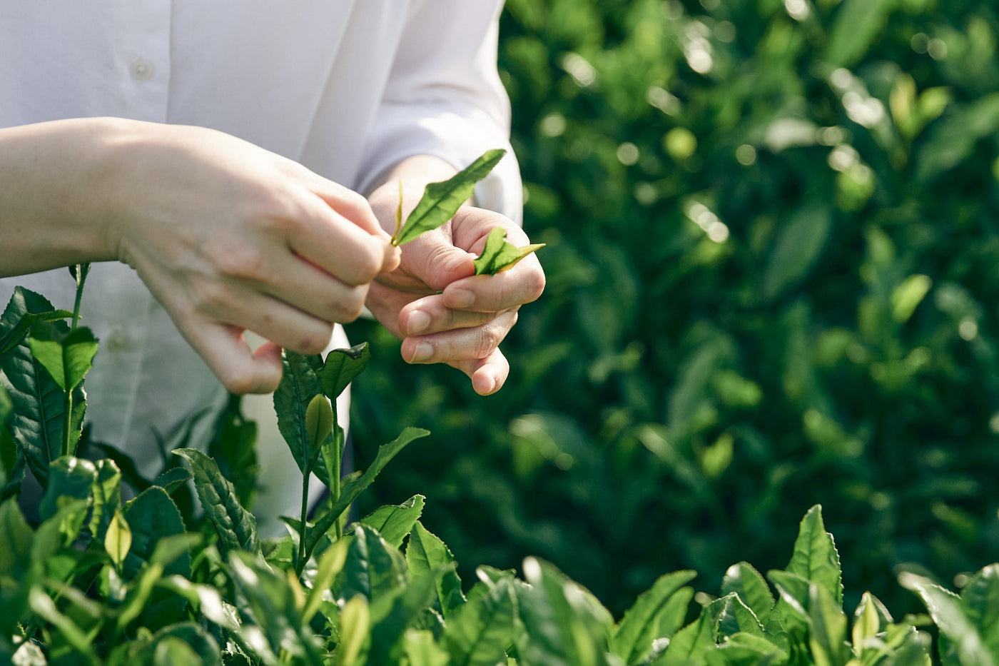 Shirai Tea Factory