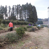 Kawakami-san's Makibi Kancha Winter Harvested, polttopuilla paahdettua vihreää teetä