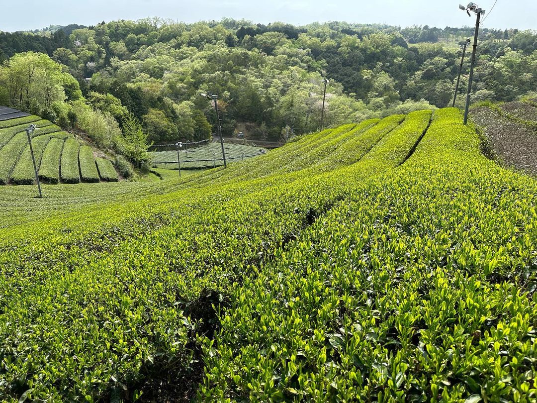 idono tea garden - takao, minami yamashiro, kyoto, japan