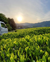 #0115.K6 Wazuka no Asahi - Asahi Cultivar Matcha, Naturally Grown by Azuma Tea Garden, Standard Ceremonial Grade 和束のあさひ