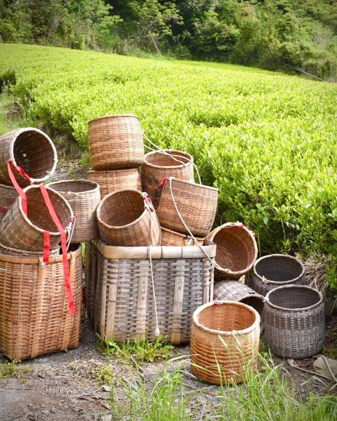 PREORDER ships May - #0117.S5 Ayumi Farms (Cyittorattu): Handpicked Shizuoka Sencha (Ultra Micro Lot, Limited Edition)  手と手で紡ぐ「手摘み煎茶」 30g
