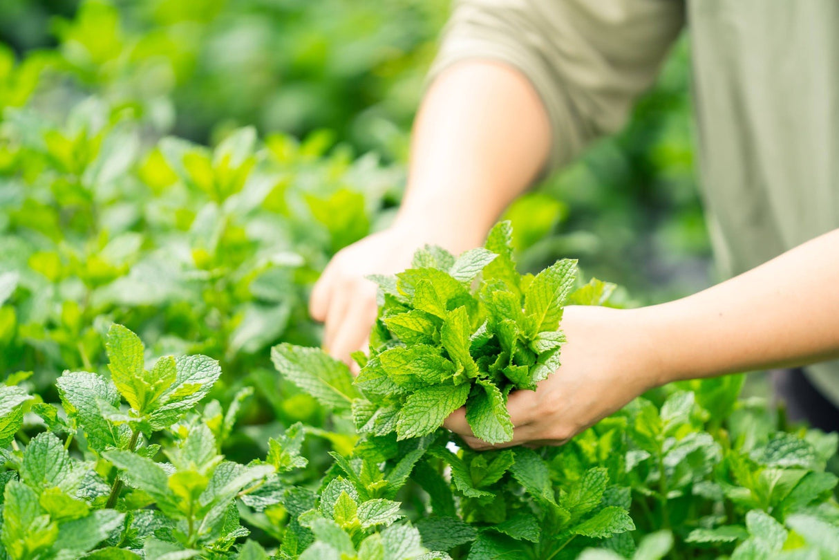 #0947.J1 Hiroko’s Herb Garden: Dried Spearmint Herbal Tea Grown in Koga Village, Ibaraki, Japan