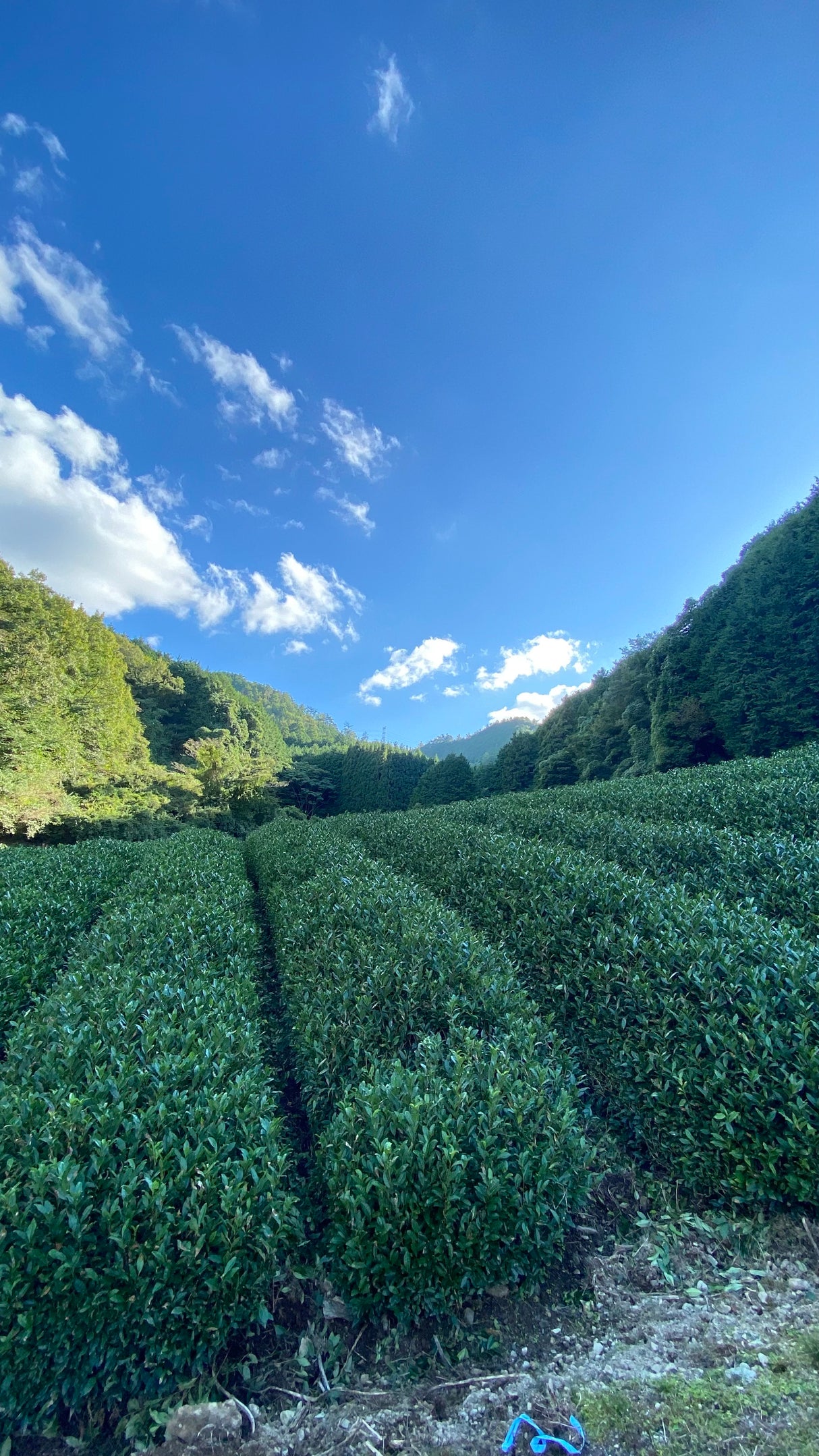 #0507.K6 Nagatani Tea: Gyokuro Uji Hikari, Single Cultivar from Ujitawara, Kyoto